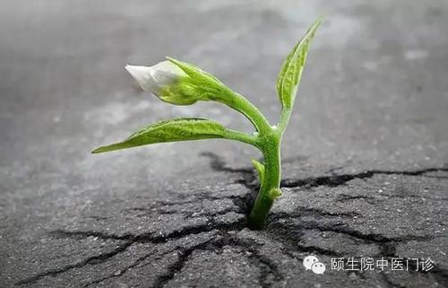 逆境与成功