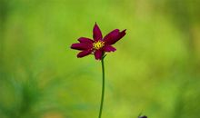 当春天在心头绽放