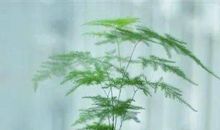 我心头的那抹绿