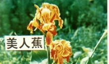 那美人蕉，常在我心田