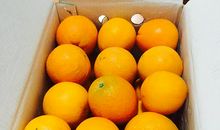 我最喜欢的水果橙子