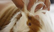 给荷兰鼠的悼词