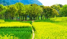 寻找乡村的春天