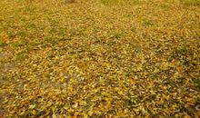 那个秋日的午后