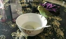 我家来了一位不速之客