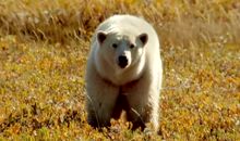 狗叫声中的母爱