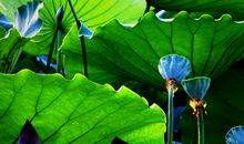 夏日荷塘作文300字