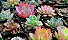 我的小肉肉植物朋友