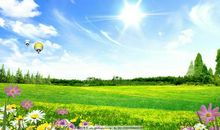 一棵特别的小树