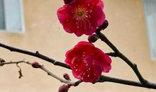 寒冬中绽放的那一朵兰