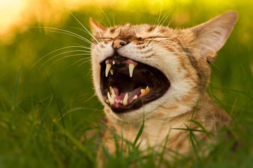 给笑猫的信