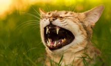 给笑猫的一封信