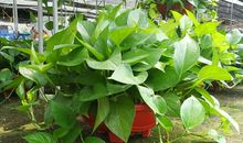 我喜欢的植物绿萝