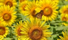 滋润心灵的微笑