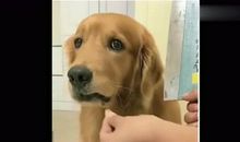 我和小狗躲猫猫