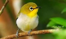 有时，我也想成为一只鸟儿