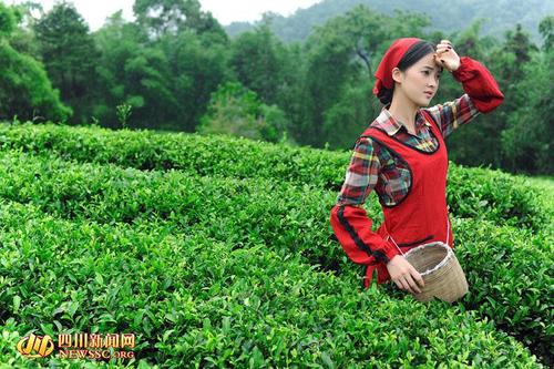 我是个小茶匠