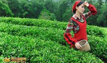 我是小小采茶女