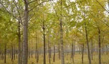 我家楼下的银杏树