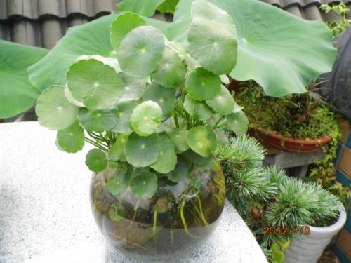 金莲花