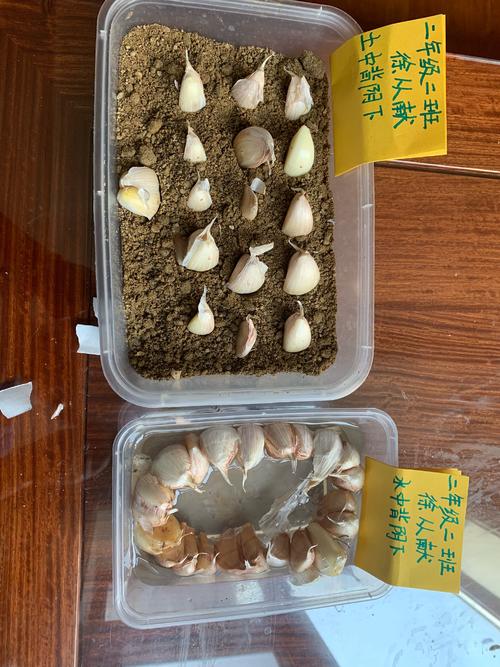 大蒜变态