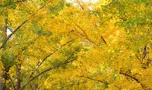 秋天的银杏大道