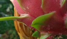 我家有条“火龙”