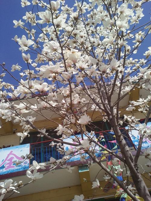 玉兰花在教学楼前