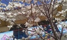 教学楼前的玉兰花