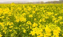 那片悄然盛开的油菜花
