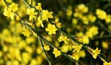 春意盎然，向天地走来