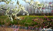 行走的春天，风度翩翩