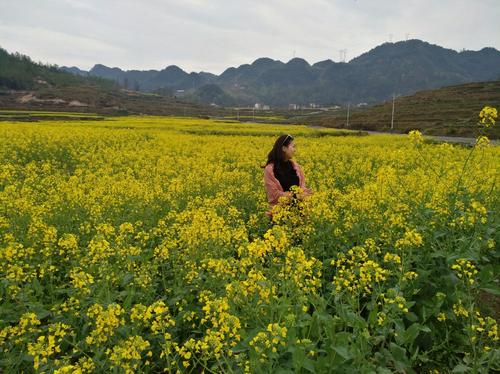 隐藏在油菜花中的芬芳