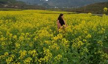 藏在油菜花里的芬芳