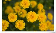 我发现了花的奥秘