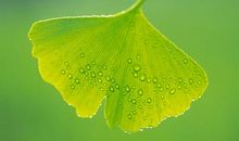 一片落叶与大树的最后对话