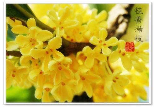 我爱家乡的桂花林