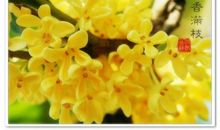 我爱家乡的桂花林