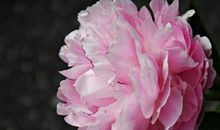 遇到知己的幸福