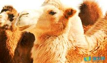 小骆驼和小红马续写