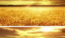 那片金色的麦田