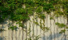 后院墙上的爬山虎