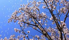 又是桃花飘香时