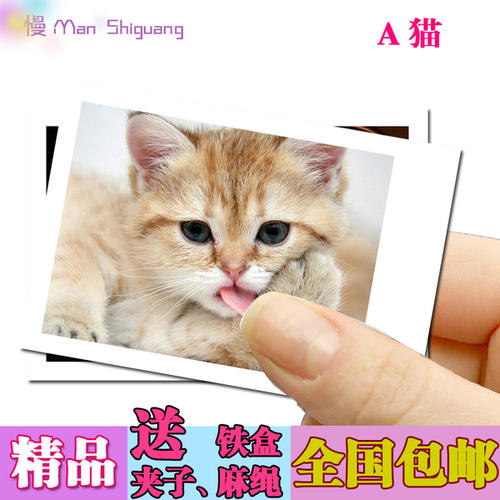 猫的爱