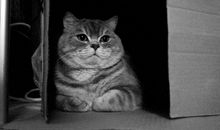 我的“猫老爸”