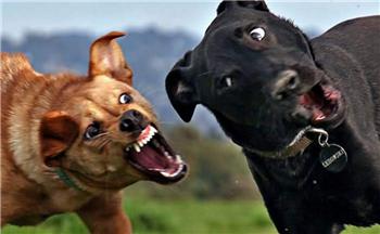 惊心动魄的五分钟