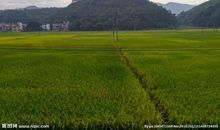童年旧事（之乡村田野）