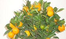 是橘子花香让春天来