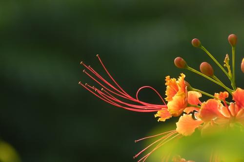 凤凰花