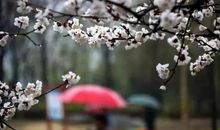 暮春此时，意境唯美